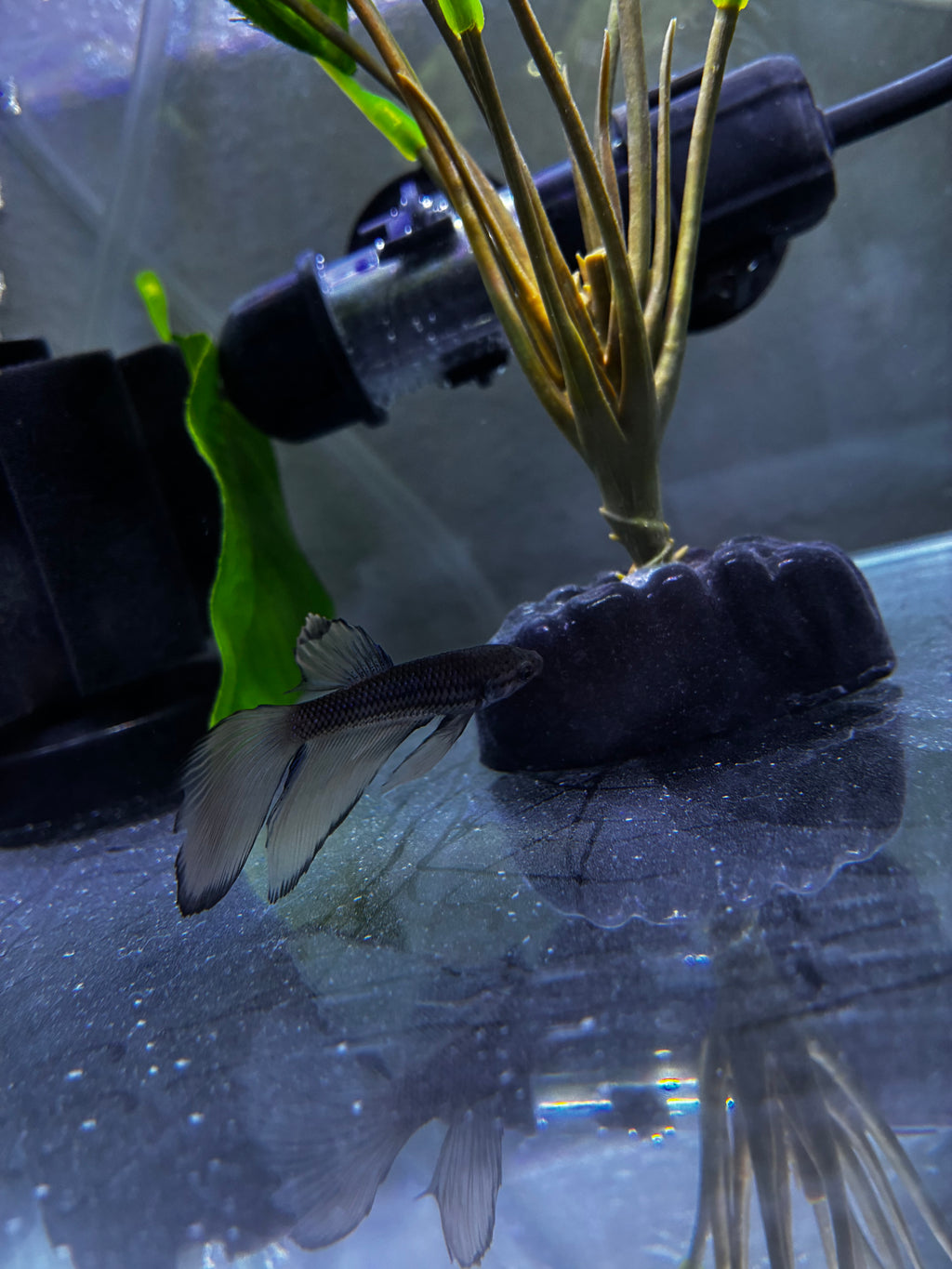Keys- Male Betta