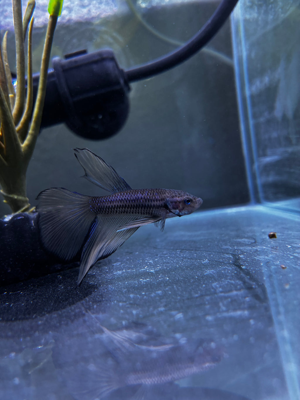 Keys- Male Betta