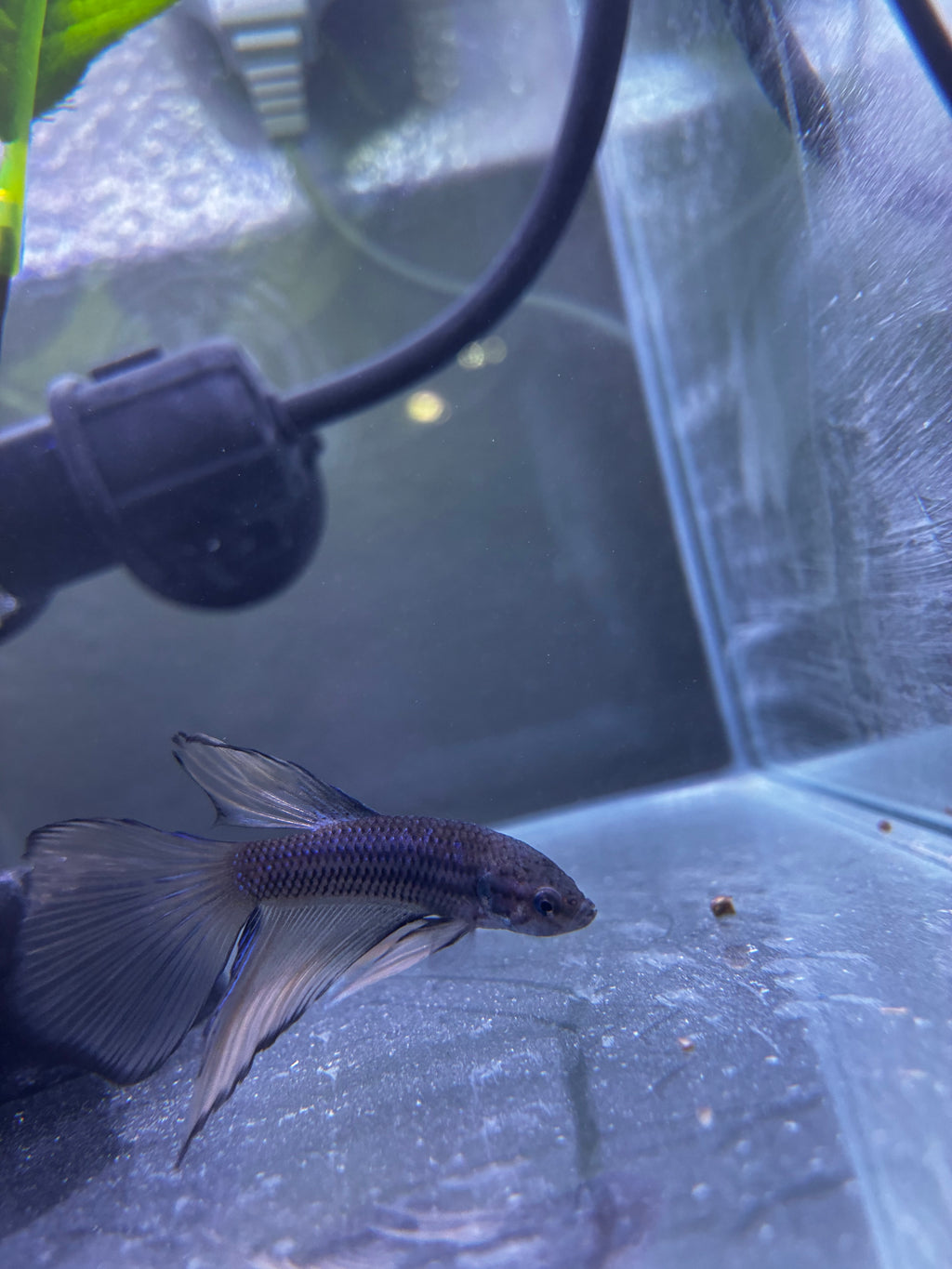 Keys- Male Betta
