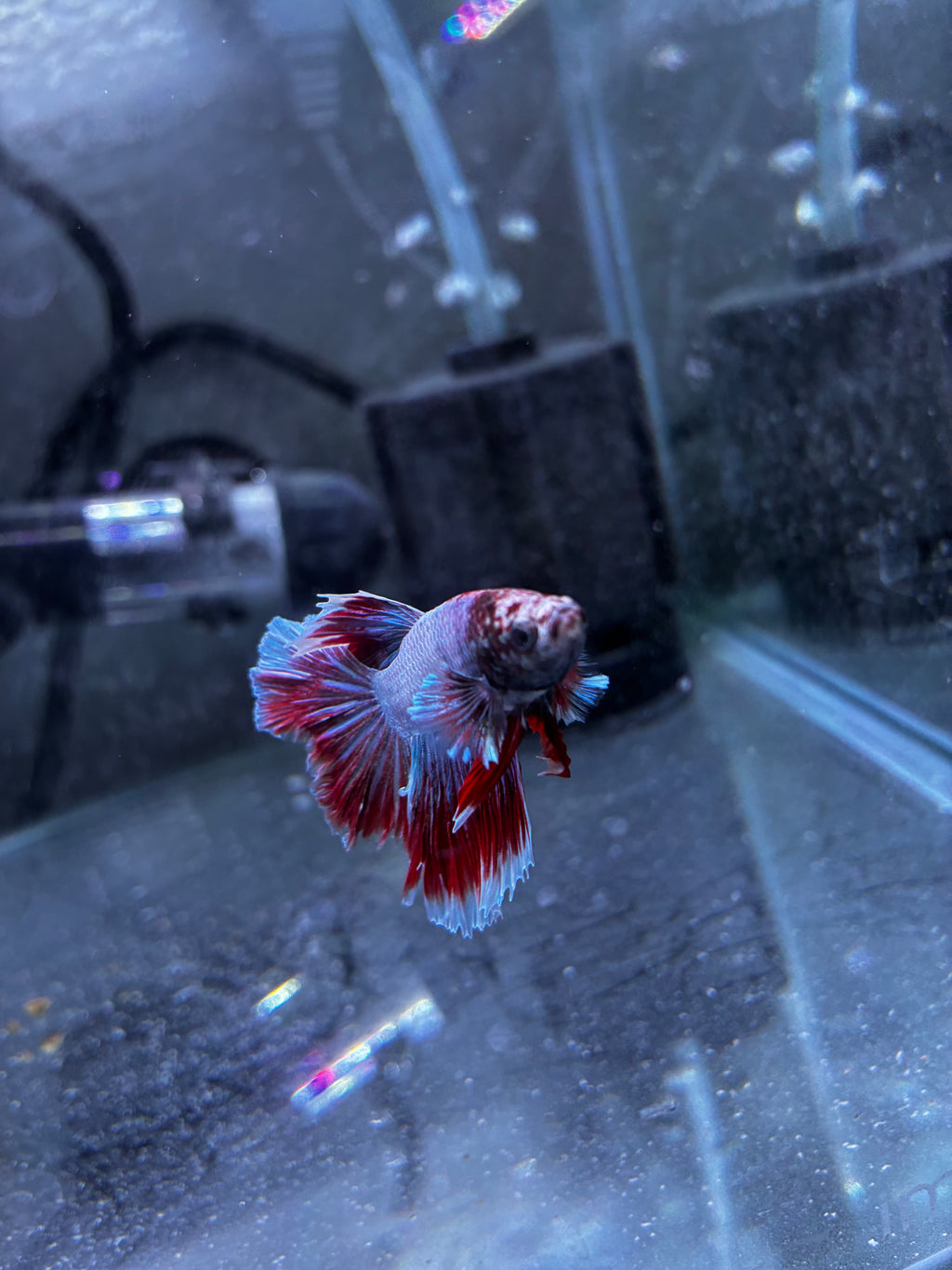 Flutterguy- Male Betta
