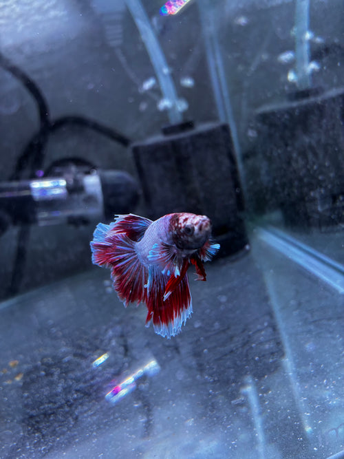 Flutterguy- Male Betta