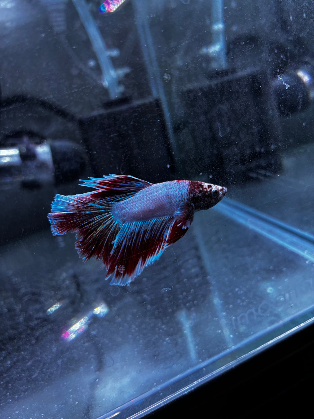 Flutterguy- Male Betta