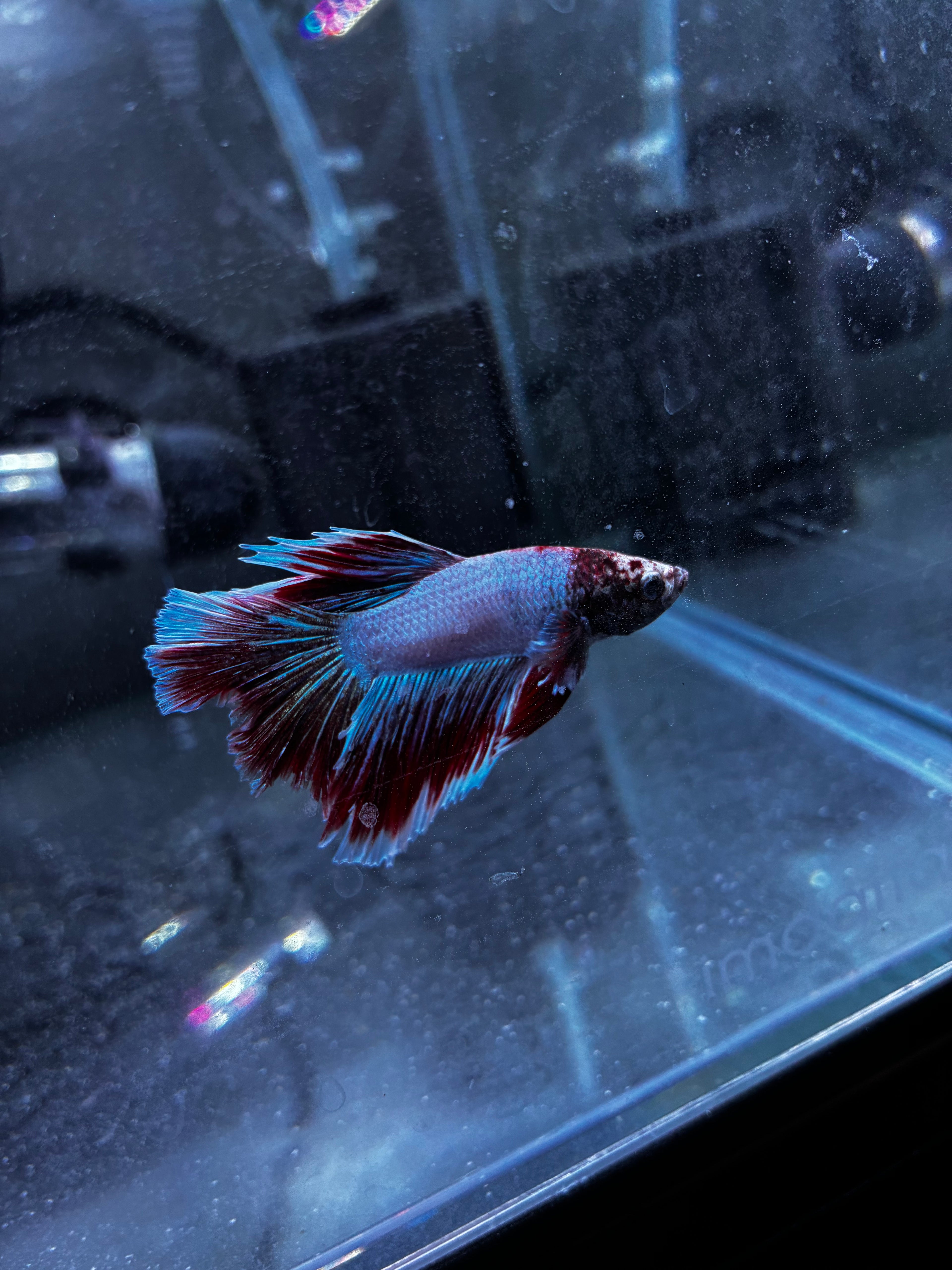 Flutterguy- Male Betta