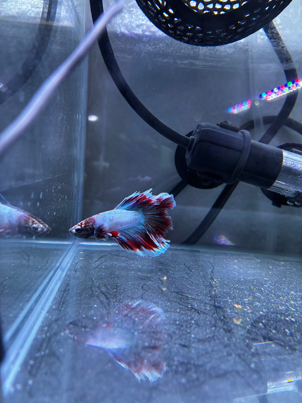 Flutterguy- Male Betta