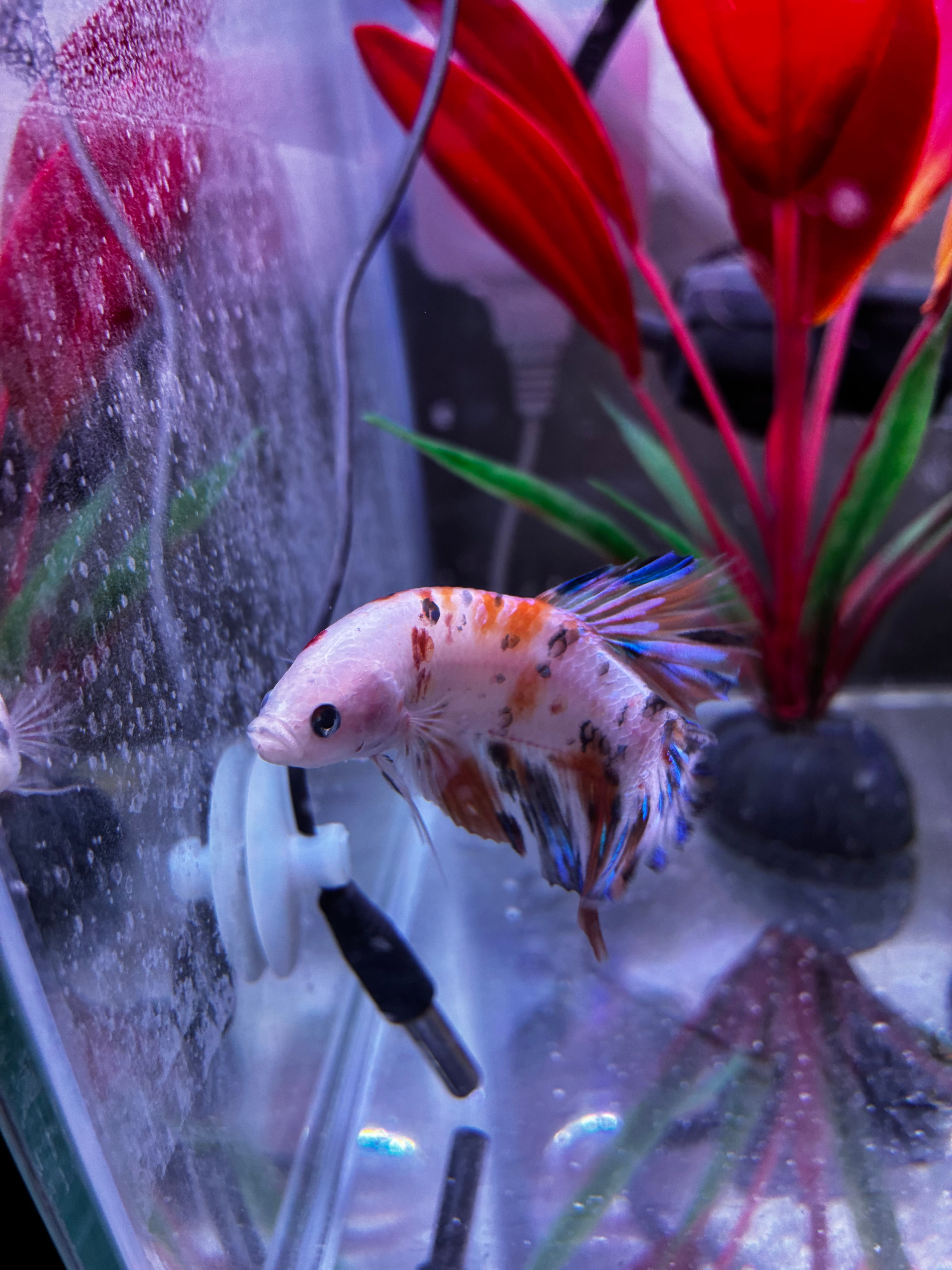 Big Boi- Male Betta