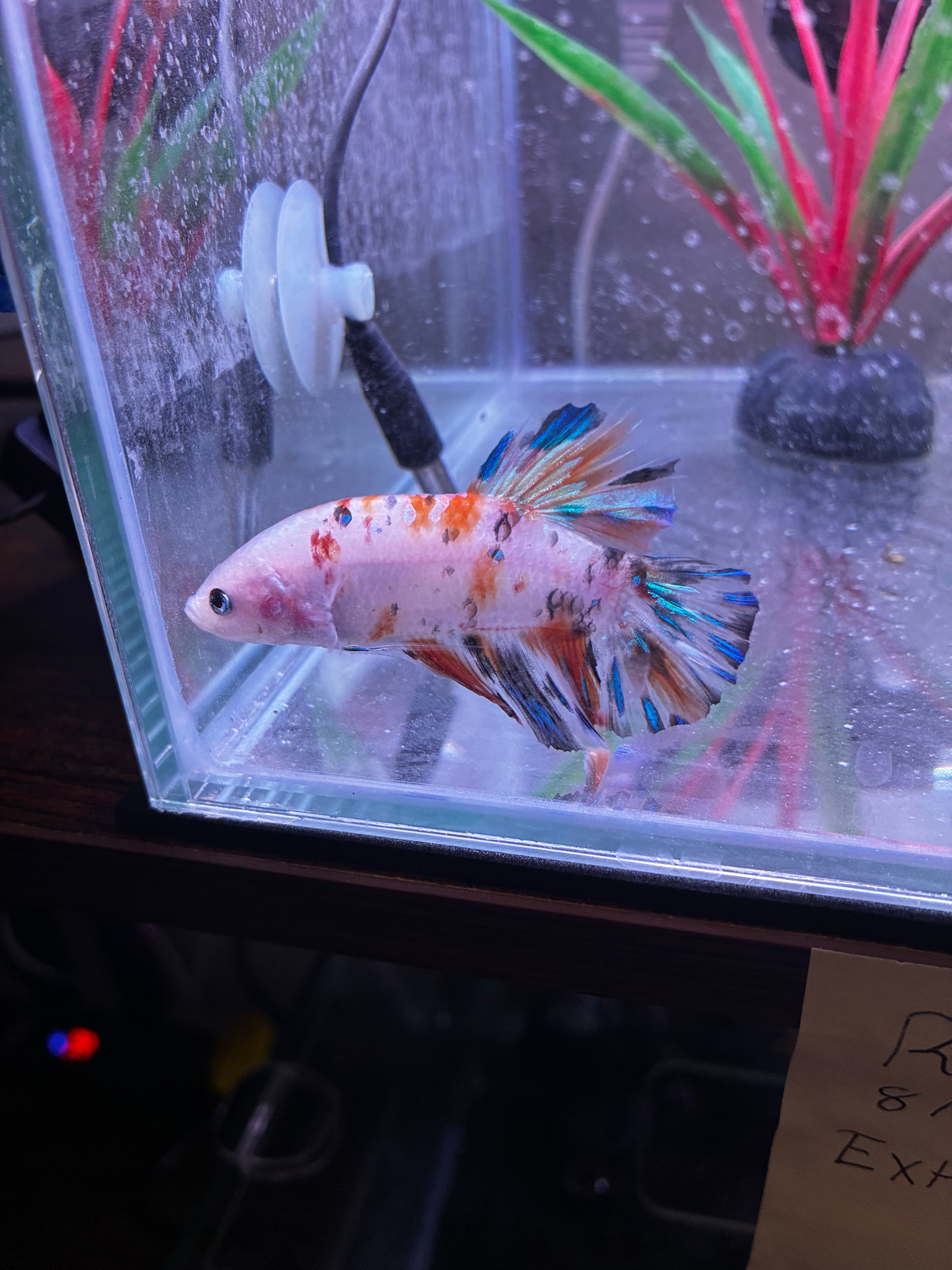 Big Boi- Male Betta