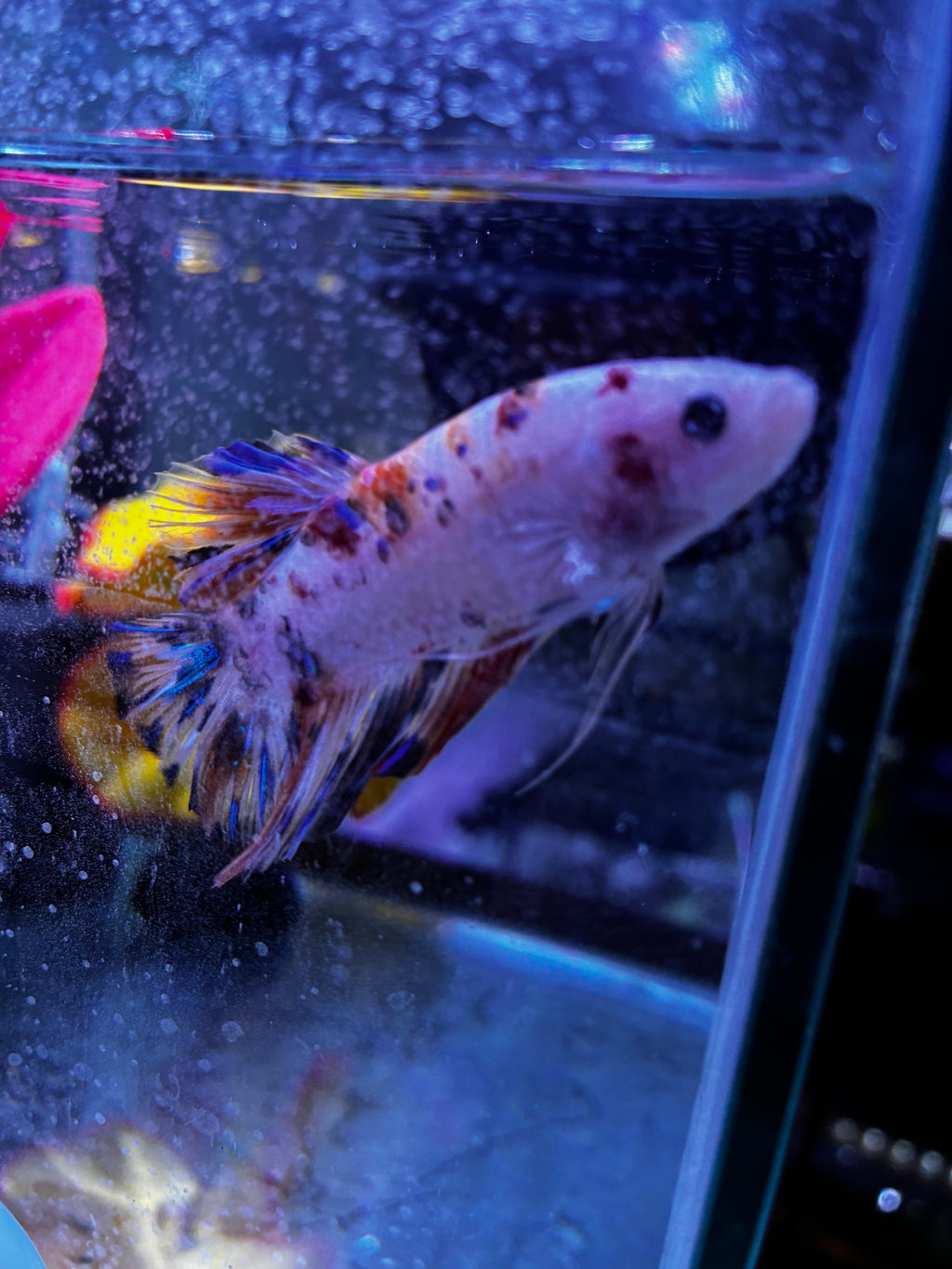 Big Boi- Male Betta